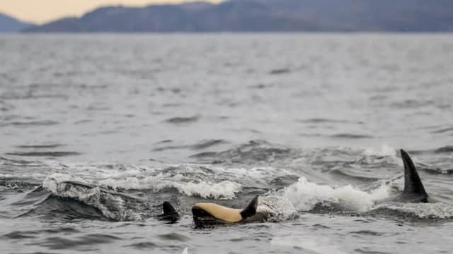 Une photographe capture les premières images de la naissance d'une orque à l'état sauvage