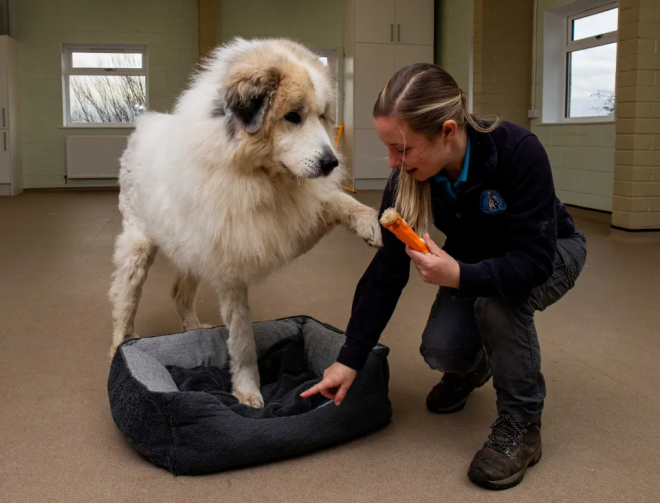 Brody après son toilettage