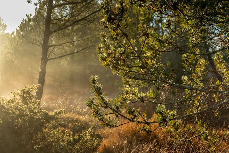 Voyager éco-responsable